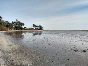 Crab collection location at a muddy coastal inlet at San Clemente del Tuyú, 400km south of Buenos Aires on the South Atlantic coastline of Argentina.