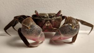 Front facing view of the crab Neohelice granulata